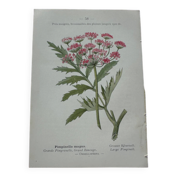 Botanical plate of a French plant from the 18th century, double-sided.