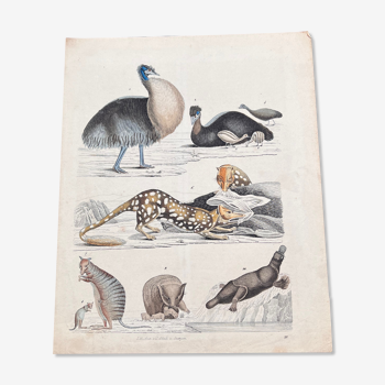 Poster (lithograph) platypus and others