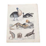 Poster (lithograph) platypus and others