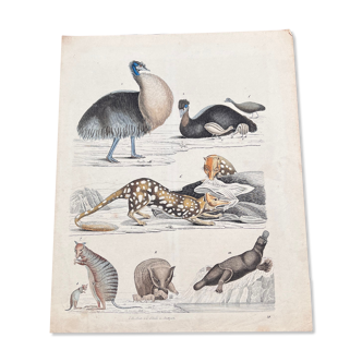 Poster (lithograph) platypus and others