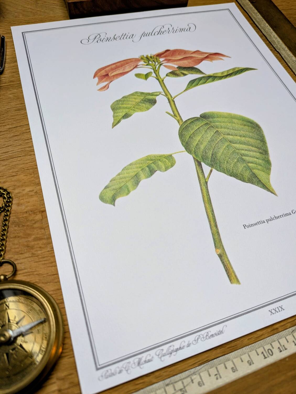 Printed in 1986, the Christmas star. Vintage botanical print.