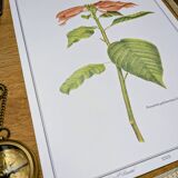 Printed in 1986, the Christmas star. Vintage botanical print.