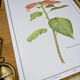 Printed in 1986, the Christmas star. Vintage botanical print.