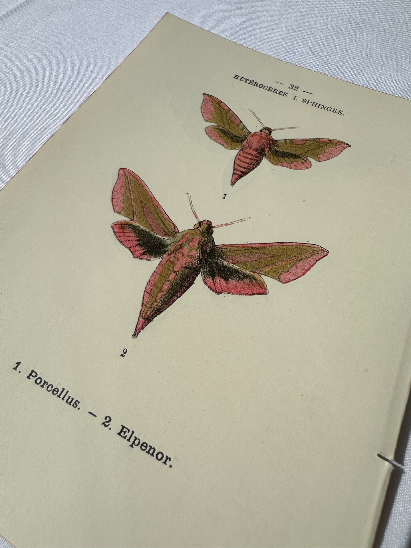 🦋 Botanical Plate Engraving of a Butterfly, 19th Century Naturalist