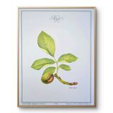 Printed in 1986, The Walnut Tree. Vintage Botanical