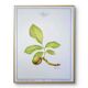 Printed in 1986, The Walnut Tree. Vintage Botanical