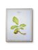 Printed in 1986, The Walnut Tree. Vintage Botanical