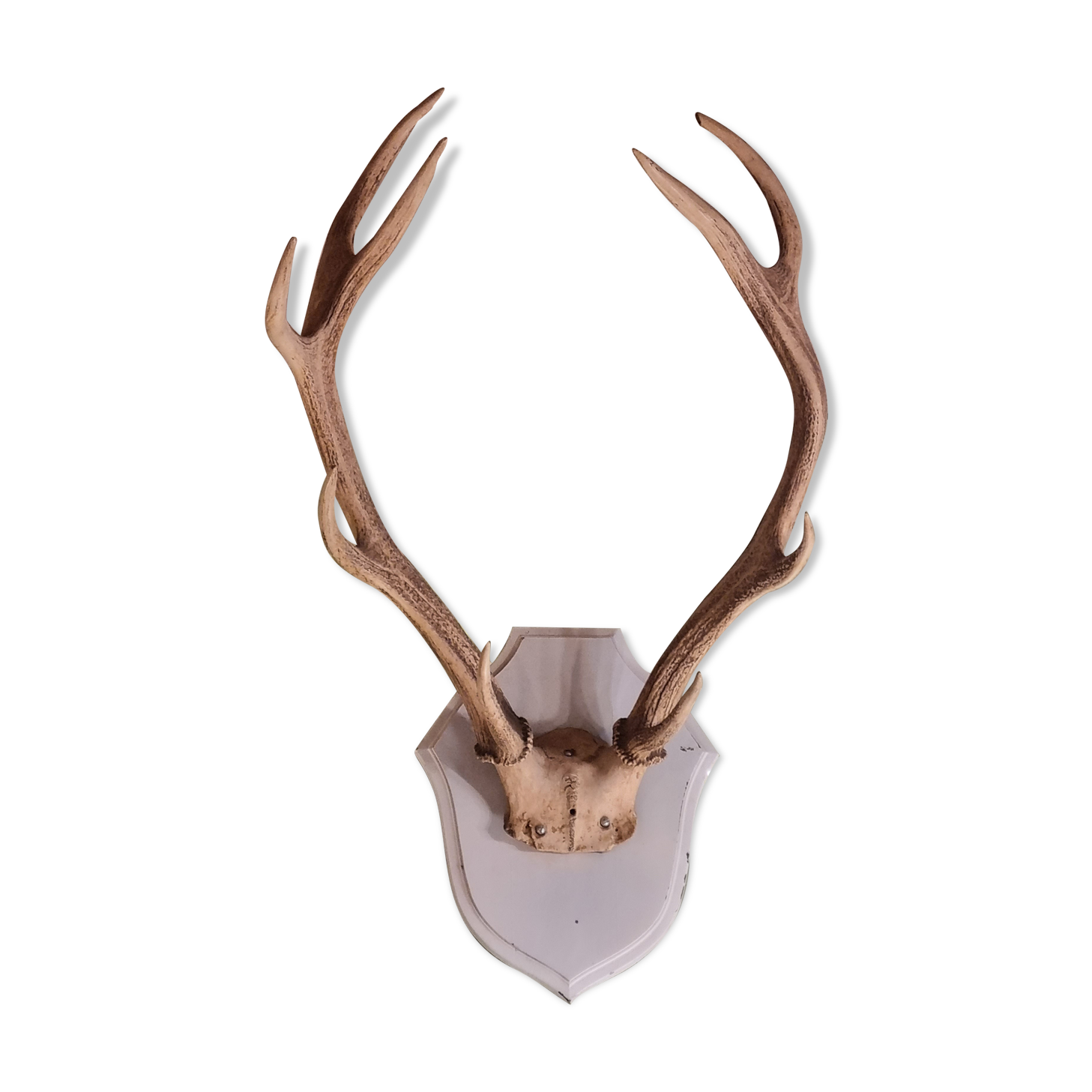 Deer trophy 100cm