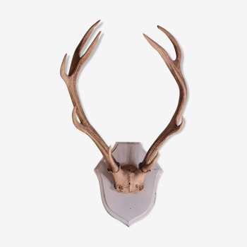 Deer trophy 100cm