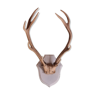 Deer trophy 100cm