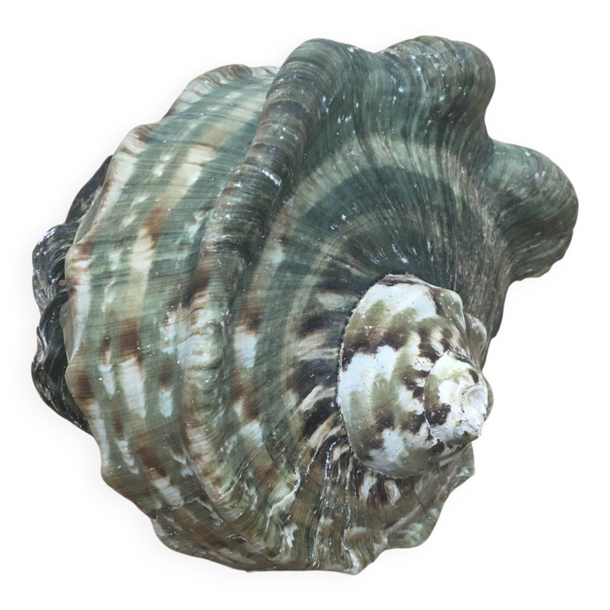 Shell - Whelk