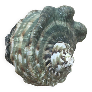 coquillage - Burgot