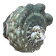 Shell - Whelk