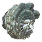 Shell - Whelk