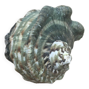 Coquillage - Burgot