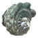Shell - Whelk