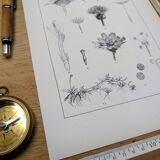 Printed in 1889, the composites. Old botanical plate.