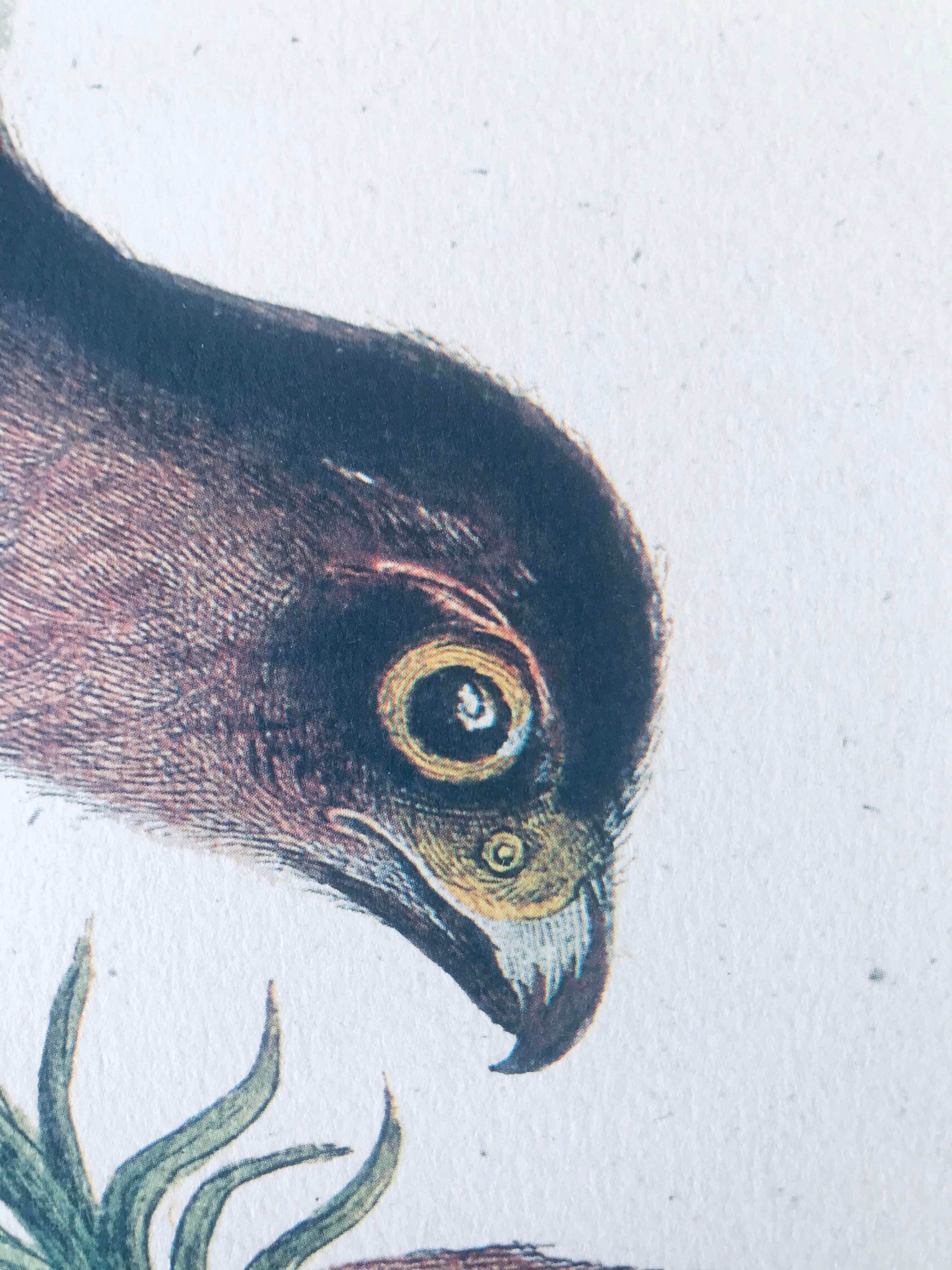 Ornithological board