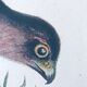 Planche ornithologique