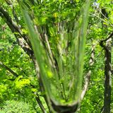 6 anciennes flûtes à champagne en cristal taillé