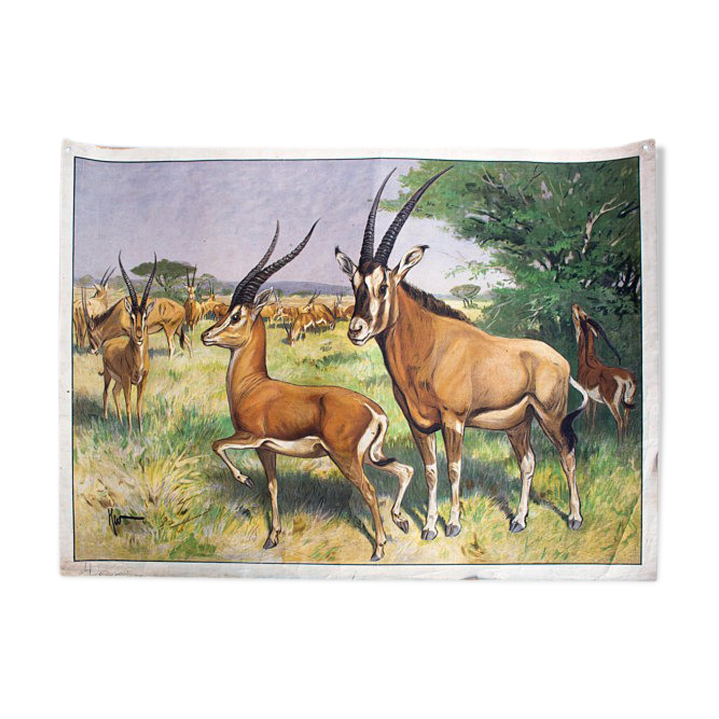 Affiche "Antilope" grille éducatif 1891