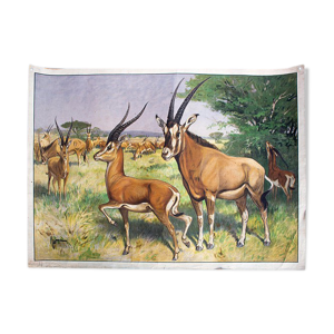 Affiche Antilope