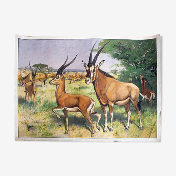 Poster "Antelope" educational grid 1891