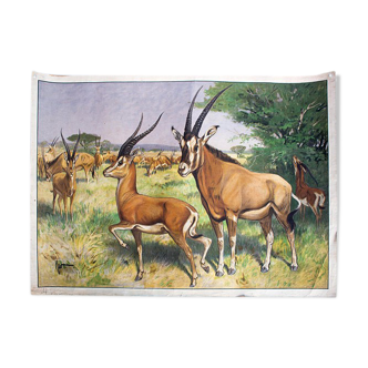 Poster "Antelope" educational grid 1891