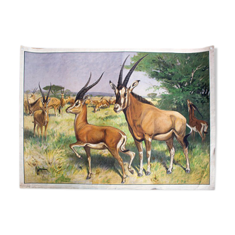 Affiche "Antilope" grille éducatif 1891