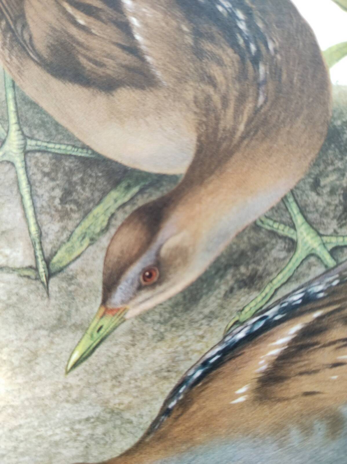 Planche oiseaux Années 1960 - Marouette Poussin - Illustration zoologique et ornithologique vintage