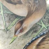 Planche oiseaux Années 1960 - Marouette Poussin - Illustration zoologique et ornithologique vintage