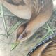 Bird board 1960s - Marouette Chick - Vintage zoological and ornithological illustration