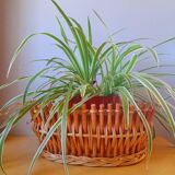 Bamboo planter, 1960.