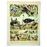 Gravure ancienne 1897 A. Millot - Oiseaux 3, espèces