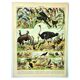 Gravure ancienne 1897 A. Millot - Oiseaux 3, espèces