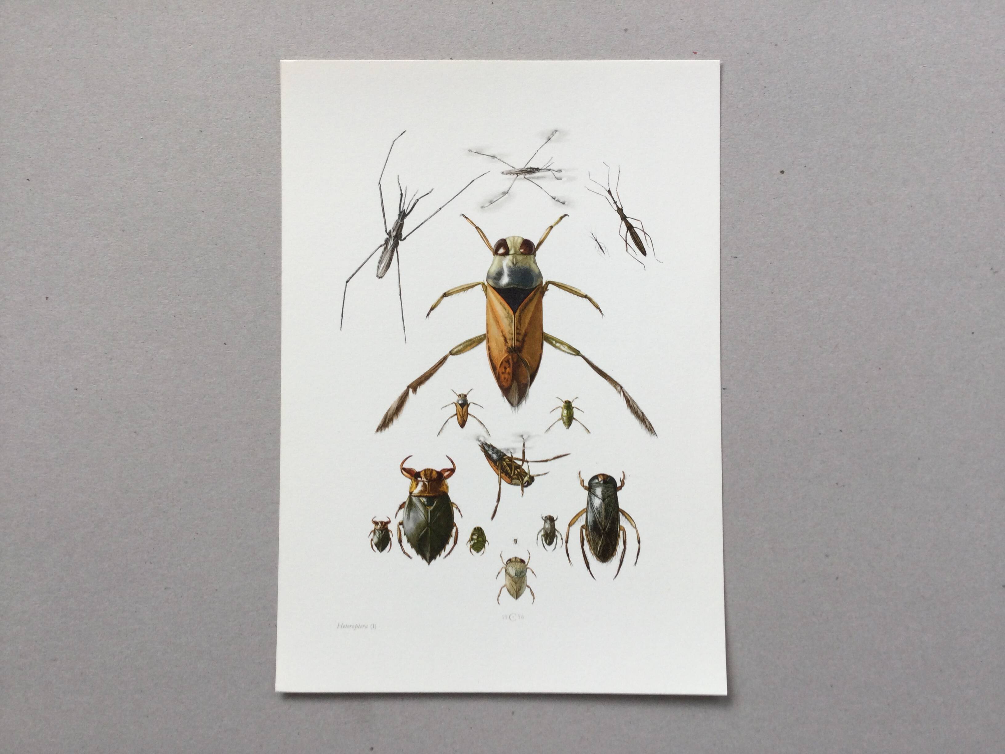 Insect wall decoration. Original plate 1969.