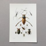 Insect wall decoration. Original plate 1969.