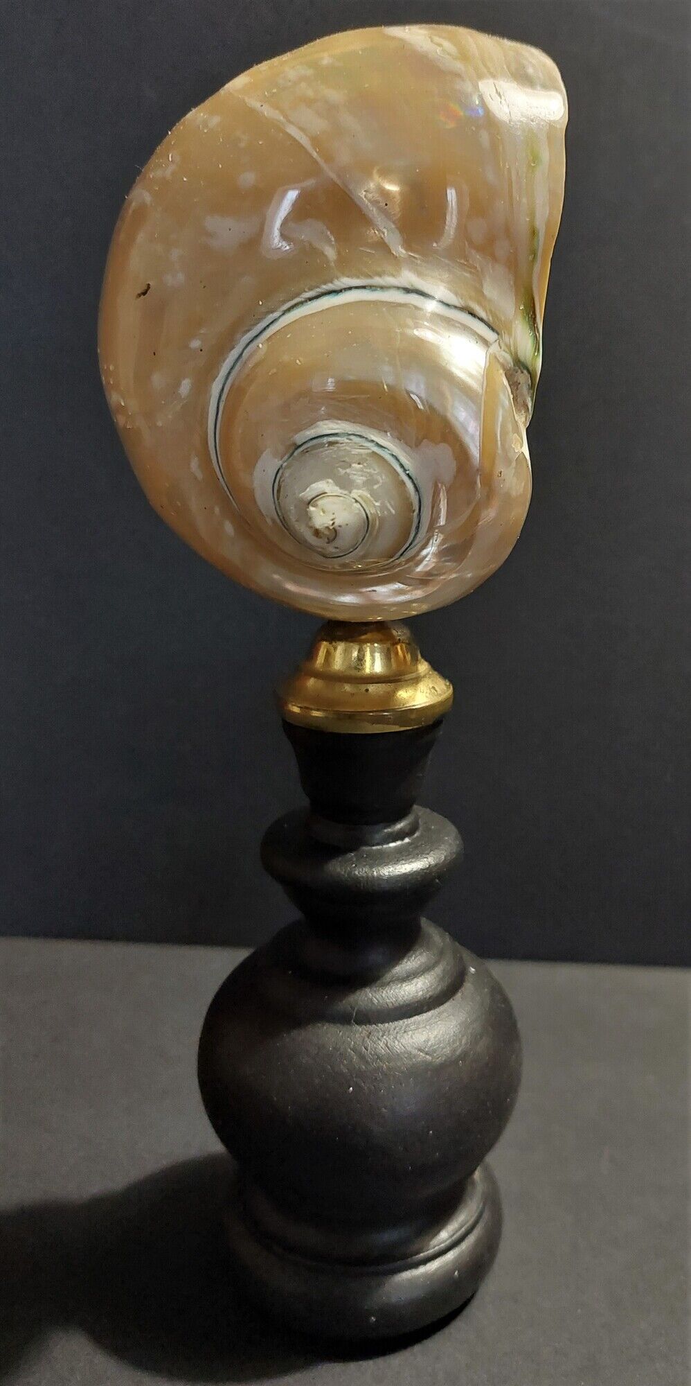 Cabinet de Curiosités coquillage turbo imperialis nacré sur socle