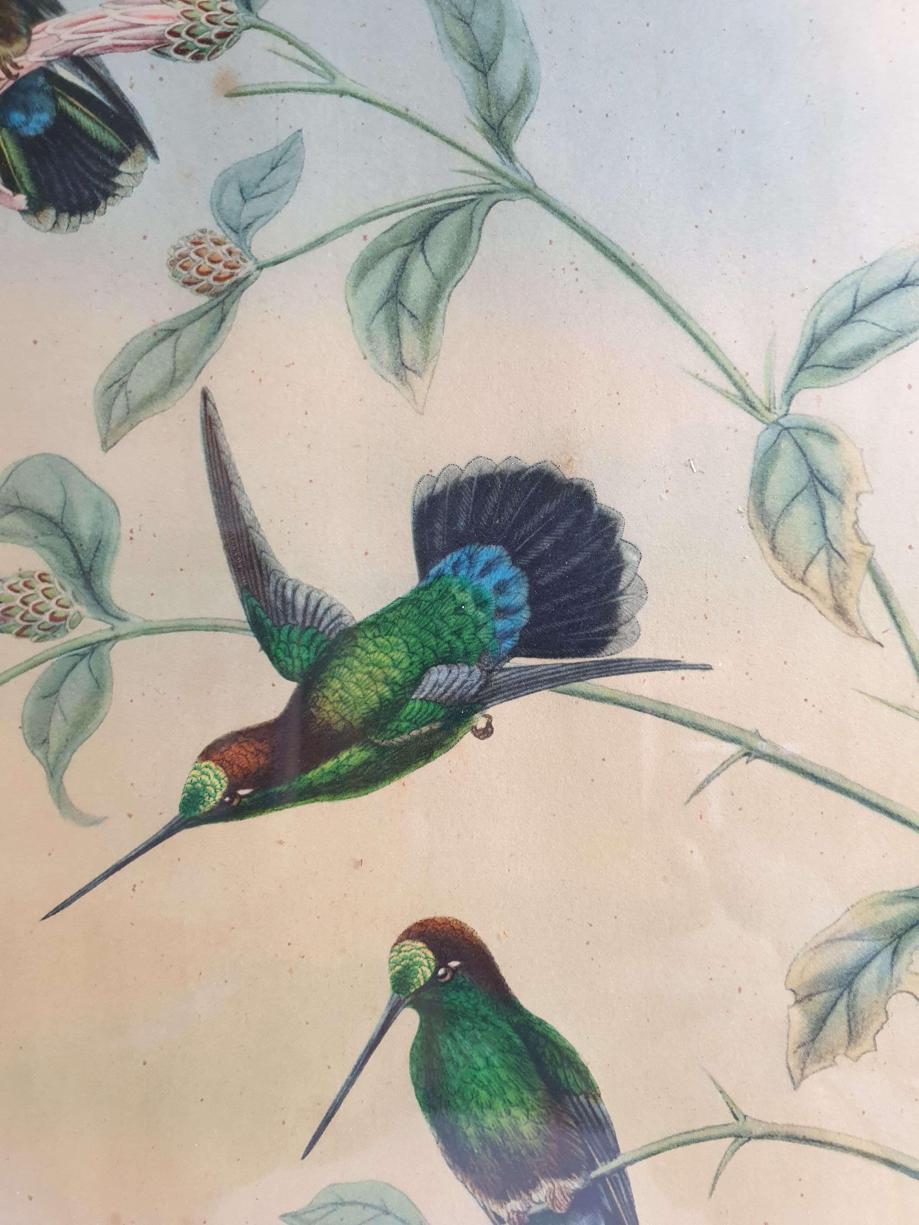 Pedagogical engraving of birds