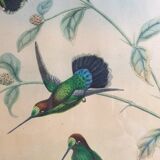 Pedagogical engraving of birds