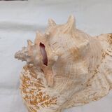 Shellfish