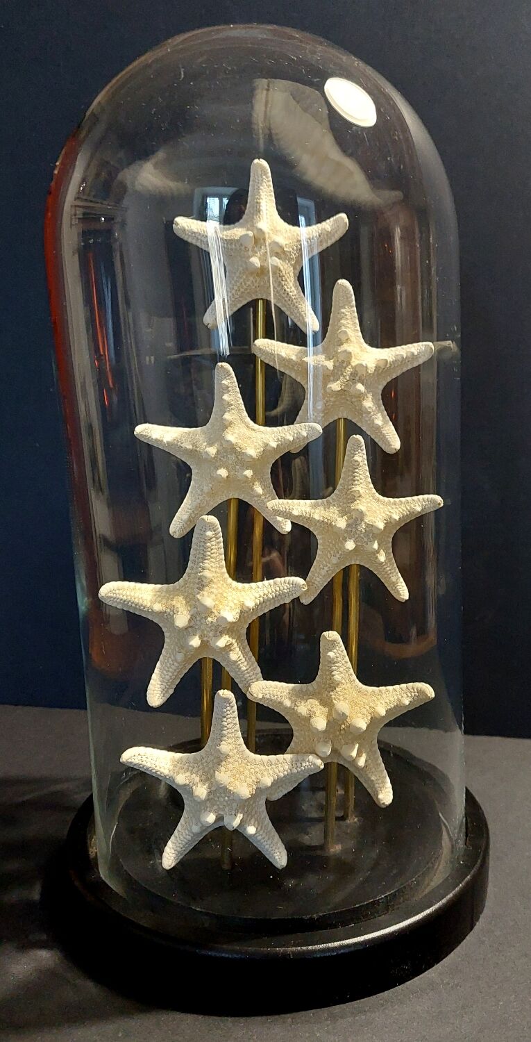 Starfish globe protoreaster nodosus