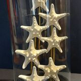 Starfish globe protoreaster nodosus