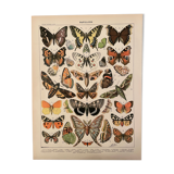 Lithograph engraving butterflies of 1897