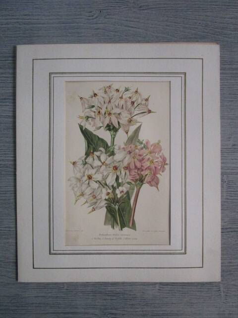Old botanical engraving "dodecatheon"