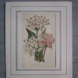 Old botanical engraving "dodecatheon"