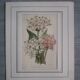 Old botanical engraving "dodecatheon"