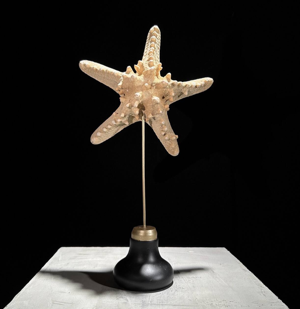 Starfish Protoreaster nodosus on a base