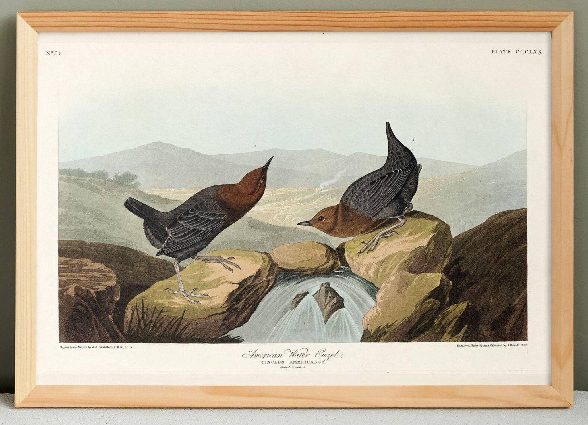 Poster about the American ring-eared cat, based on an old engraving from 1827.