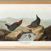 Poster about the American ring-eared cat, based on an old engraving from 1827.